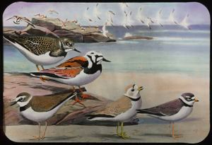 Image: Ruddy Turnstone, Wilson's Plover, Piping Plover, Semipalmated Plover